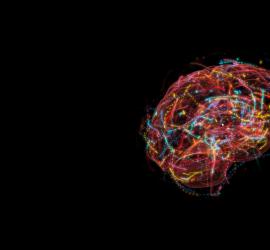 Квантовый компьютер или сознание вне мозга Мозг работает как квантовая система